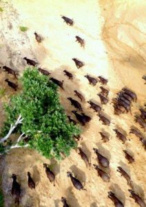 lowveld conservation flights